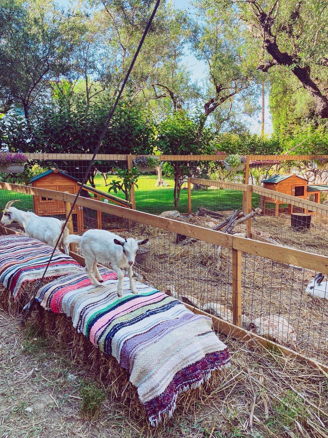 🐐 작은 농장(더 리틀 팜)