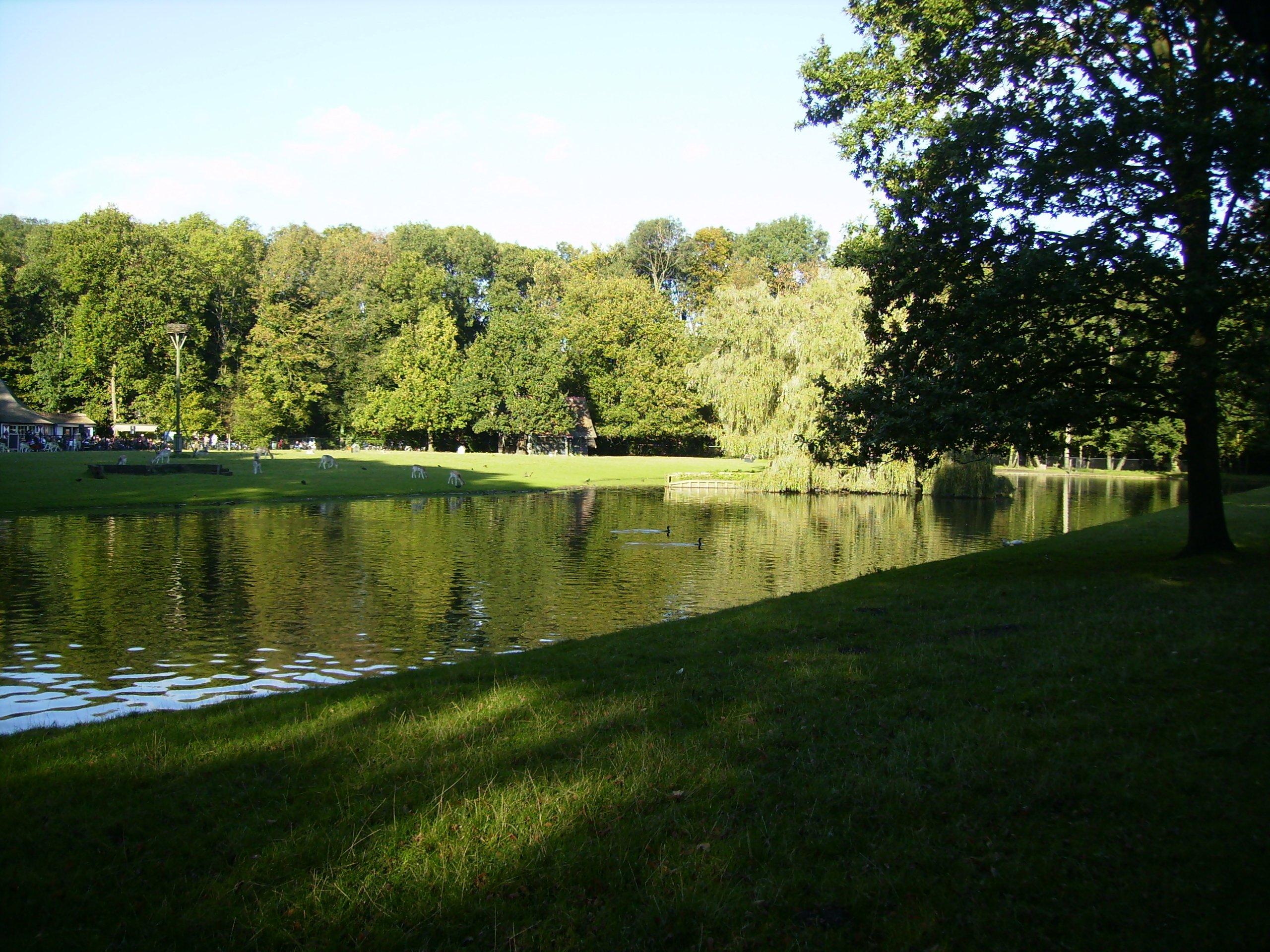 🌳 레이던 숲(레이처 하우트)