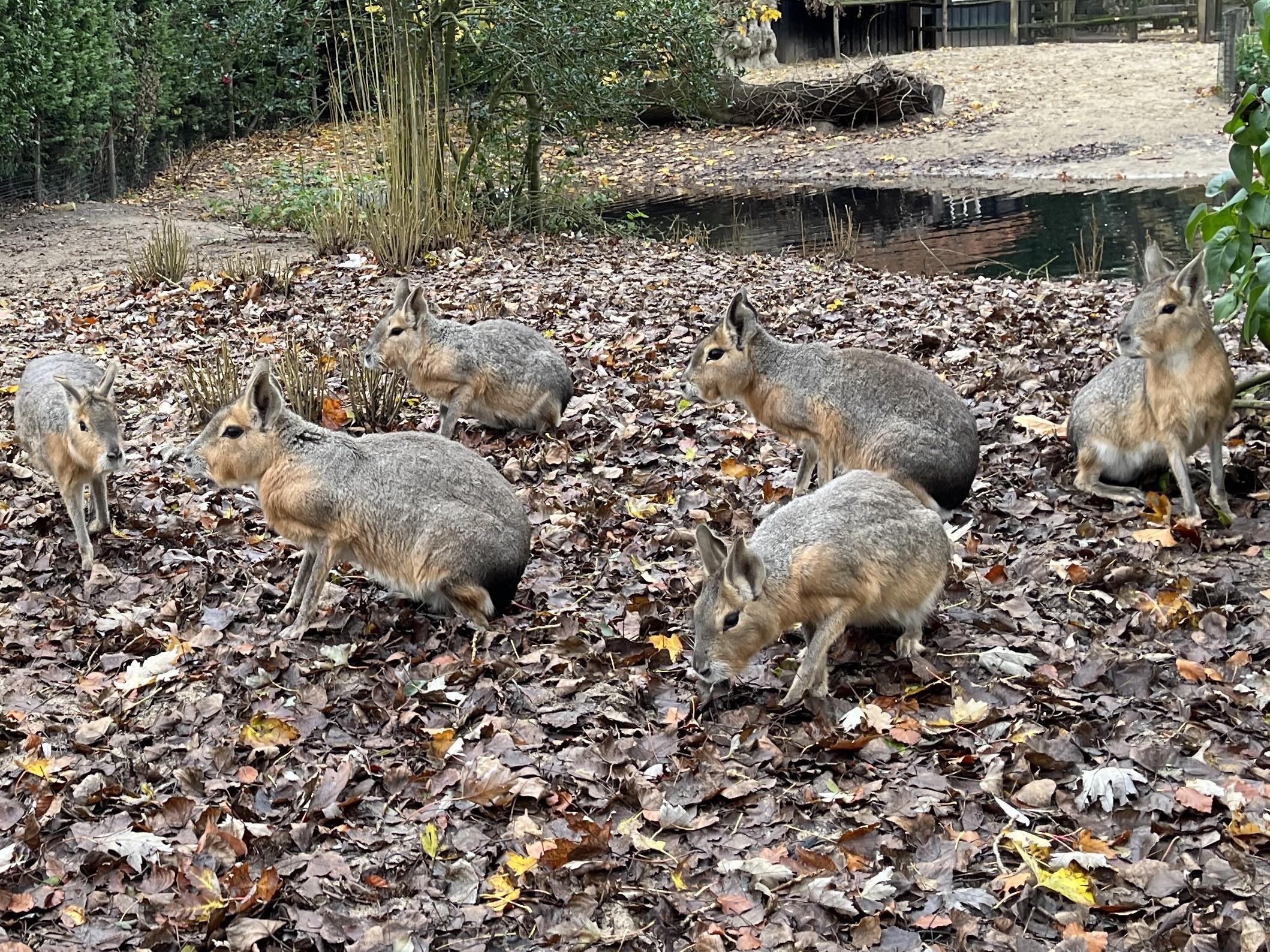 동물원 구역 (Dierenwijck)