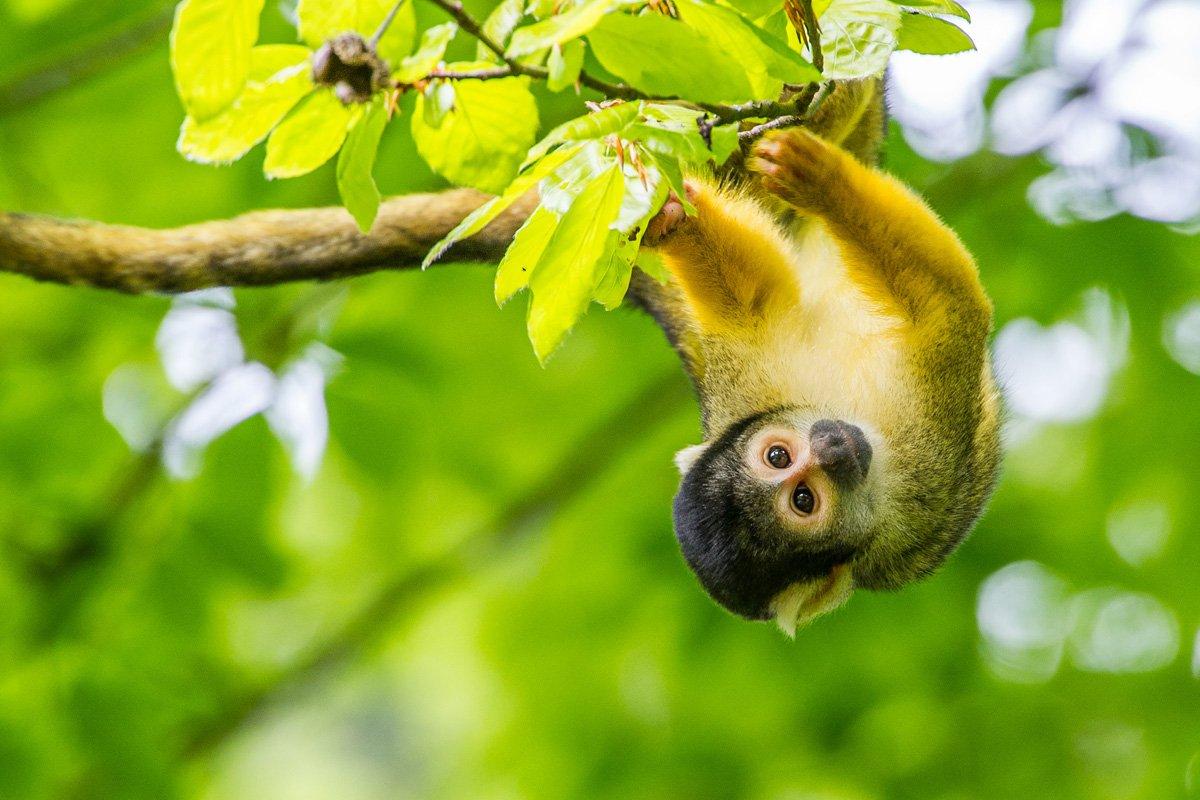 다람쥐 원숭이 자유 방사 구역