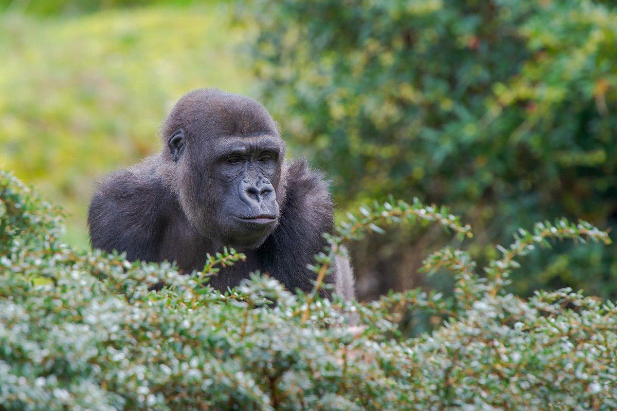 고릴라 섬 전망 지점