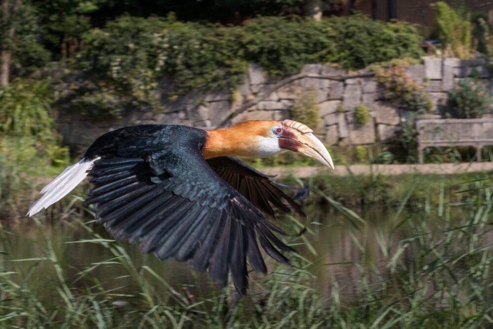 🦜 조류 공원 아비파우나(포헬파르크 아비파우나)