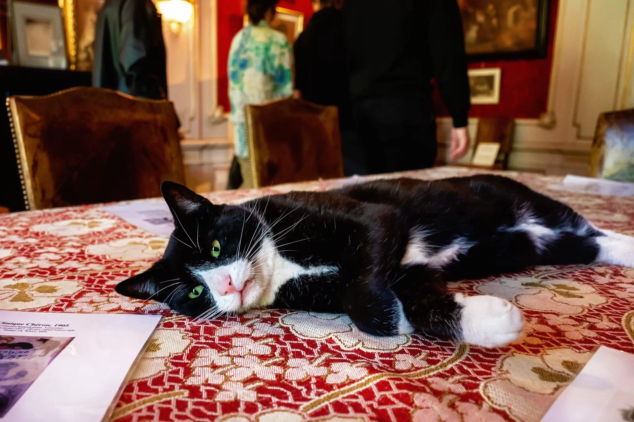 박물관 고양이와 함께