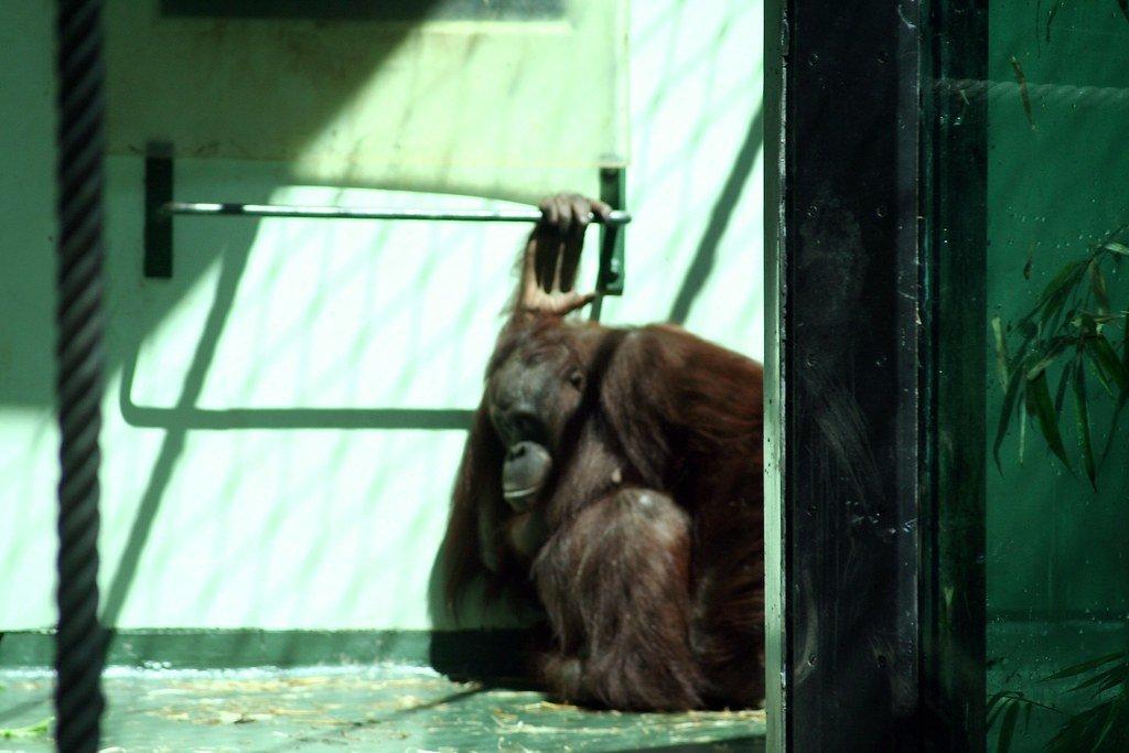 역사적인 동물사 앞