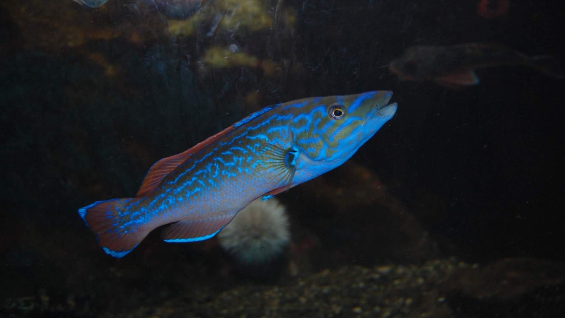 🐠 드뢰바크 수족관(드뢰바크 아크바리움)