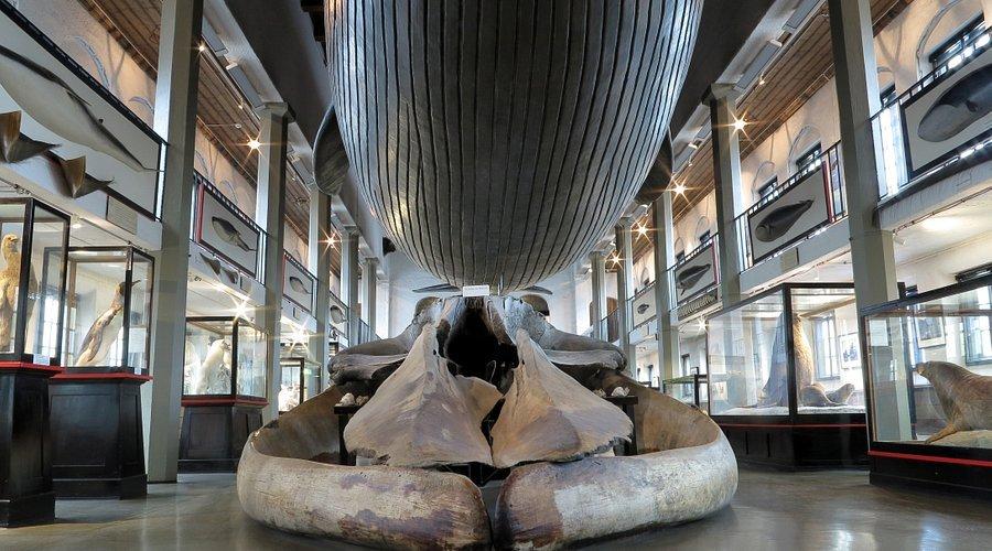 🐋 고래잡이 박물관(크발팡스트뮤세트)