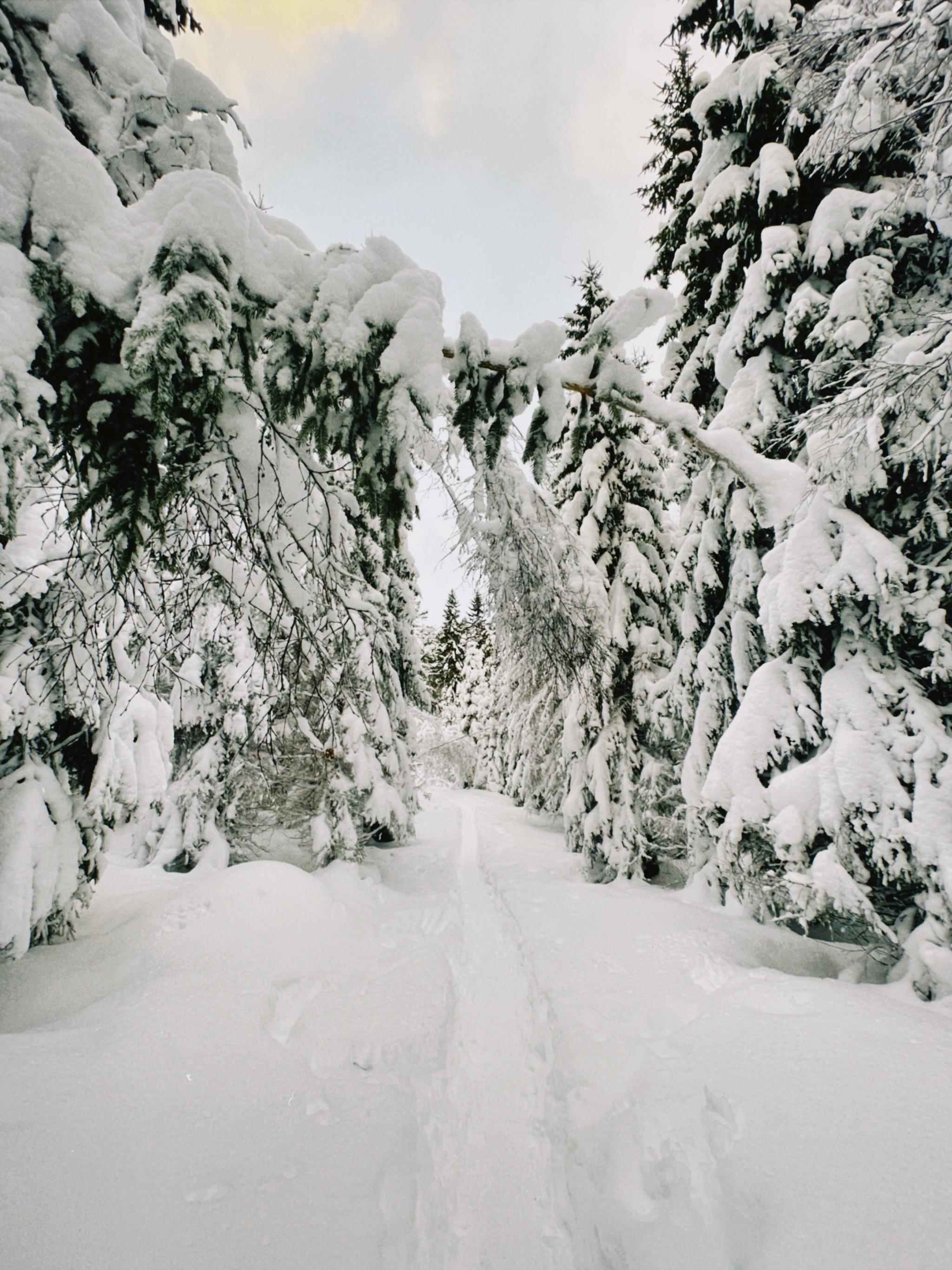 겨울철 눈 덮인 트레일