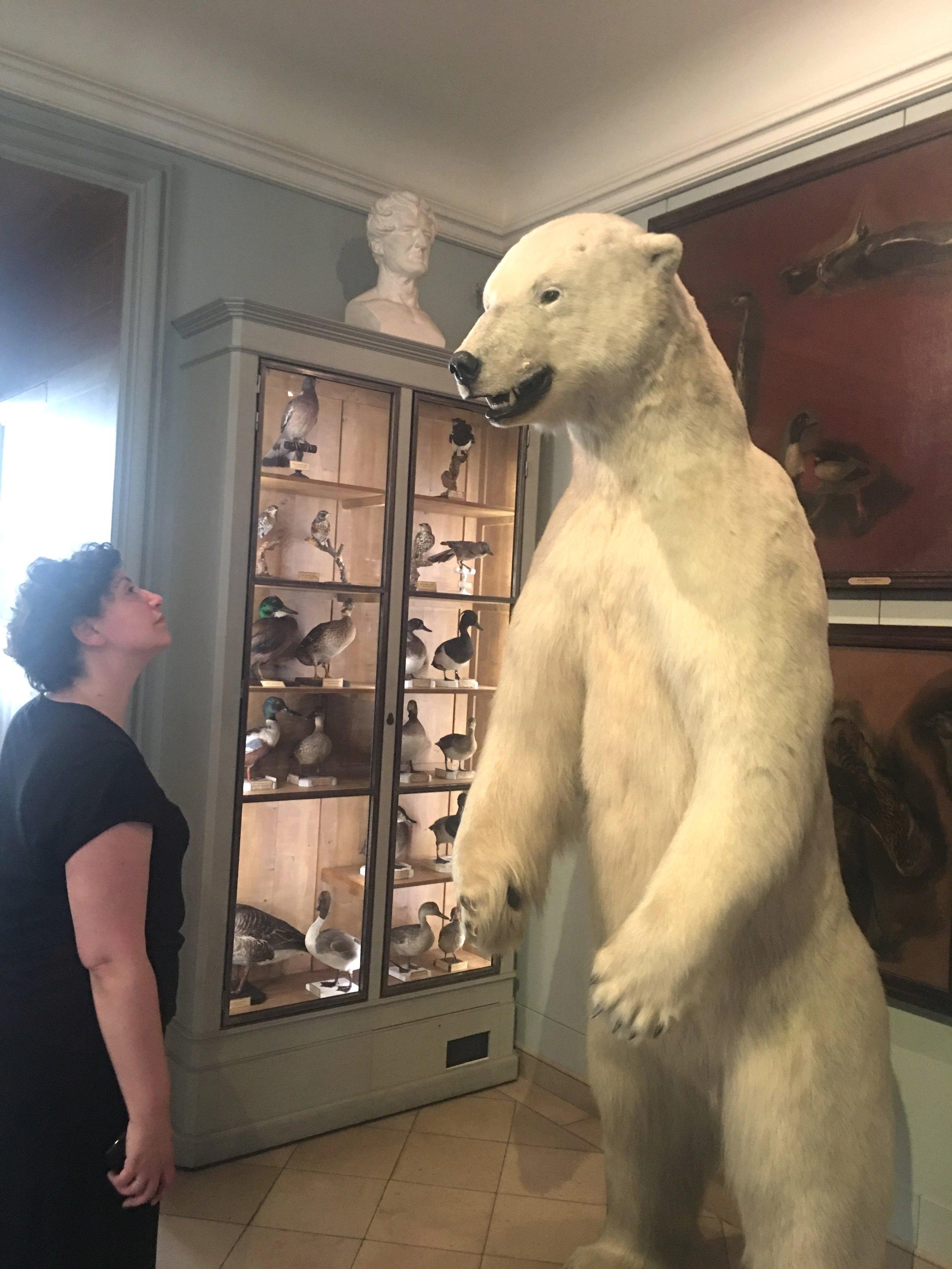 북극 동물 박제 전시 구역