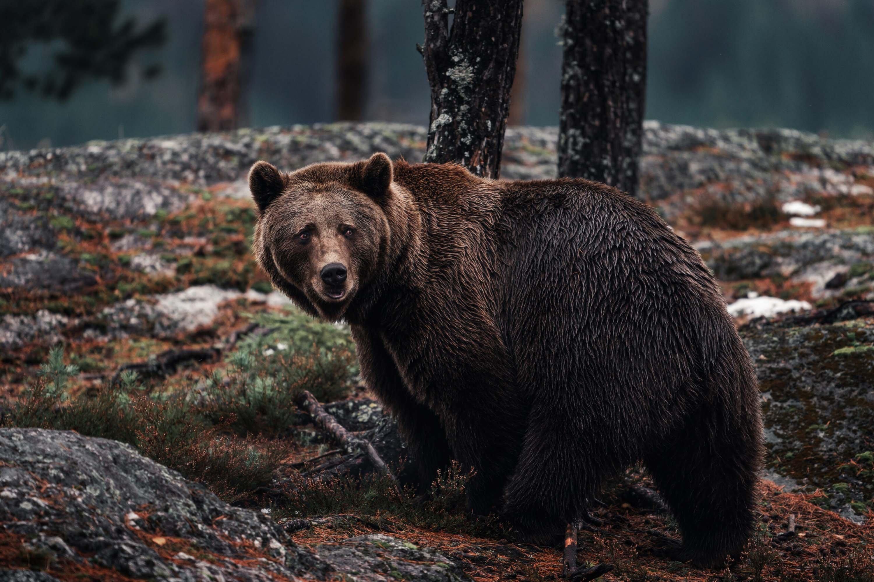 곰 먹이 주기 관람 구역