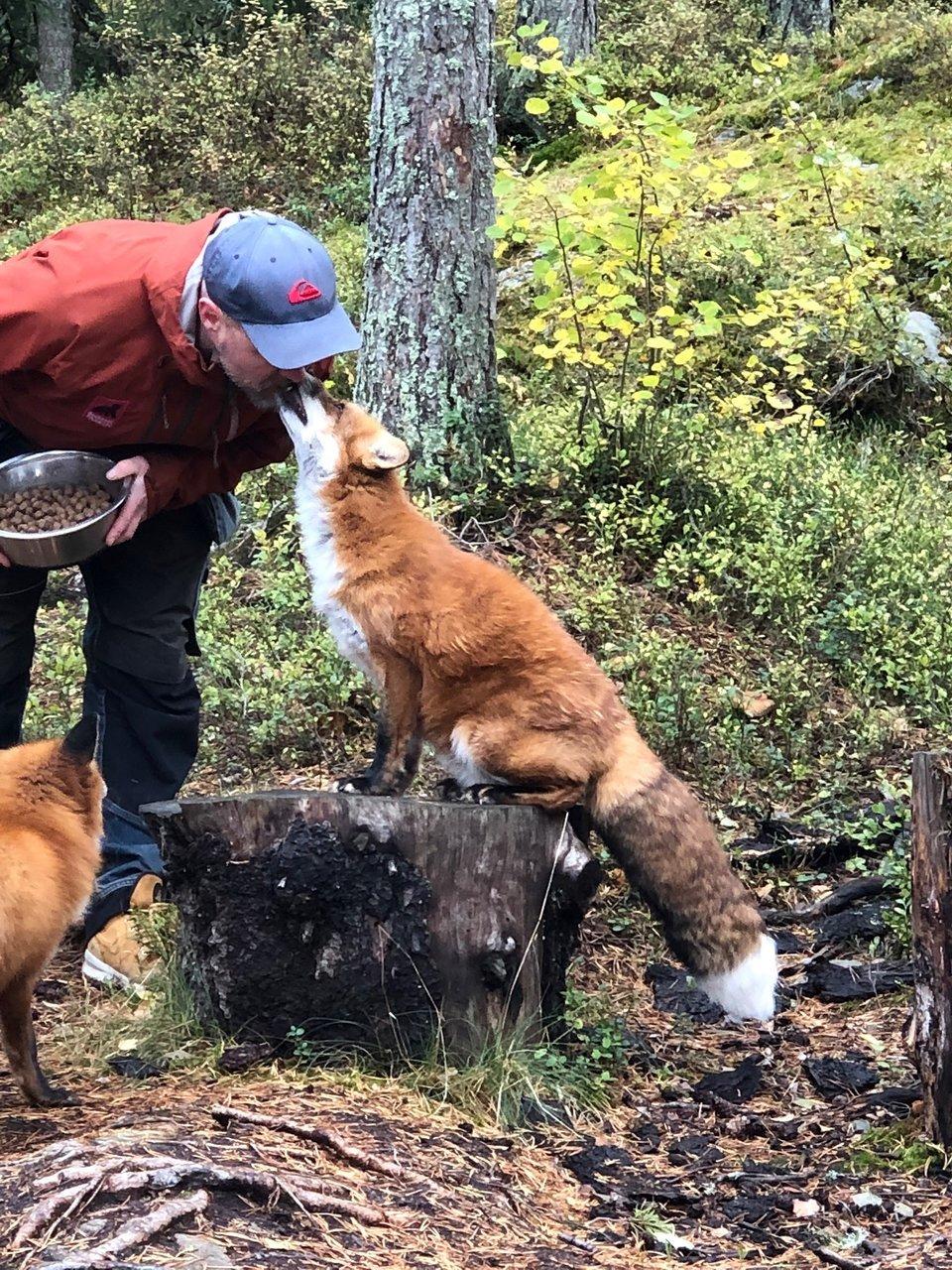 여우 먹이 주기 체험 장소