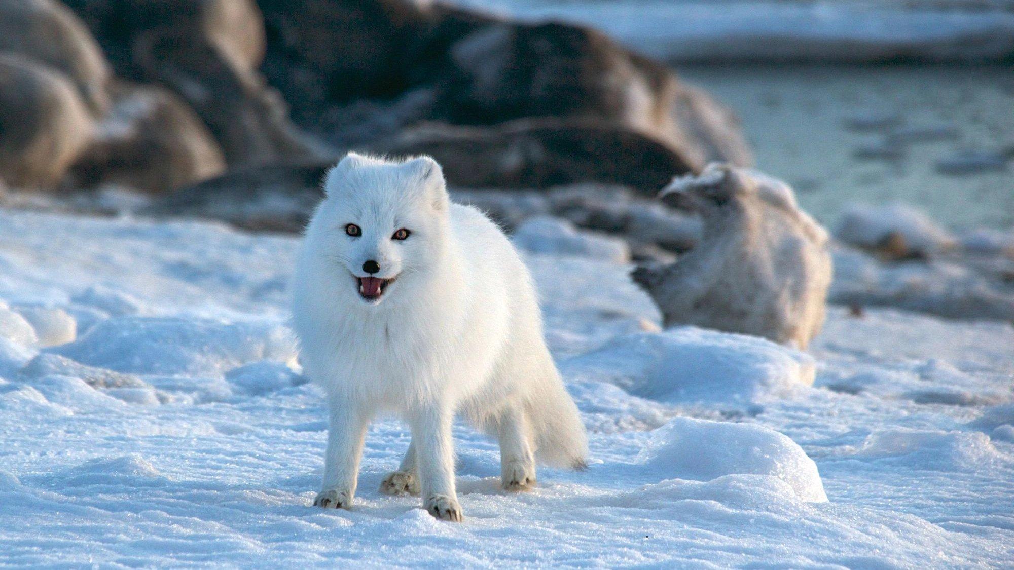 아무르 표범 전시관 근처