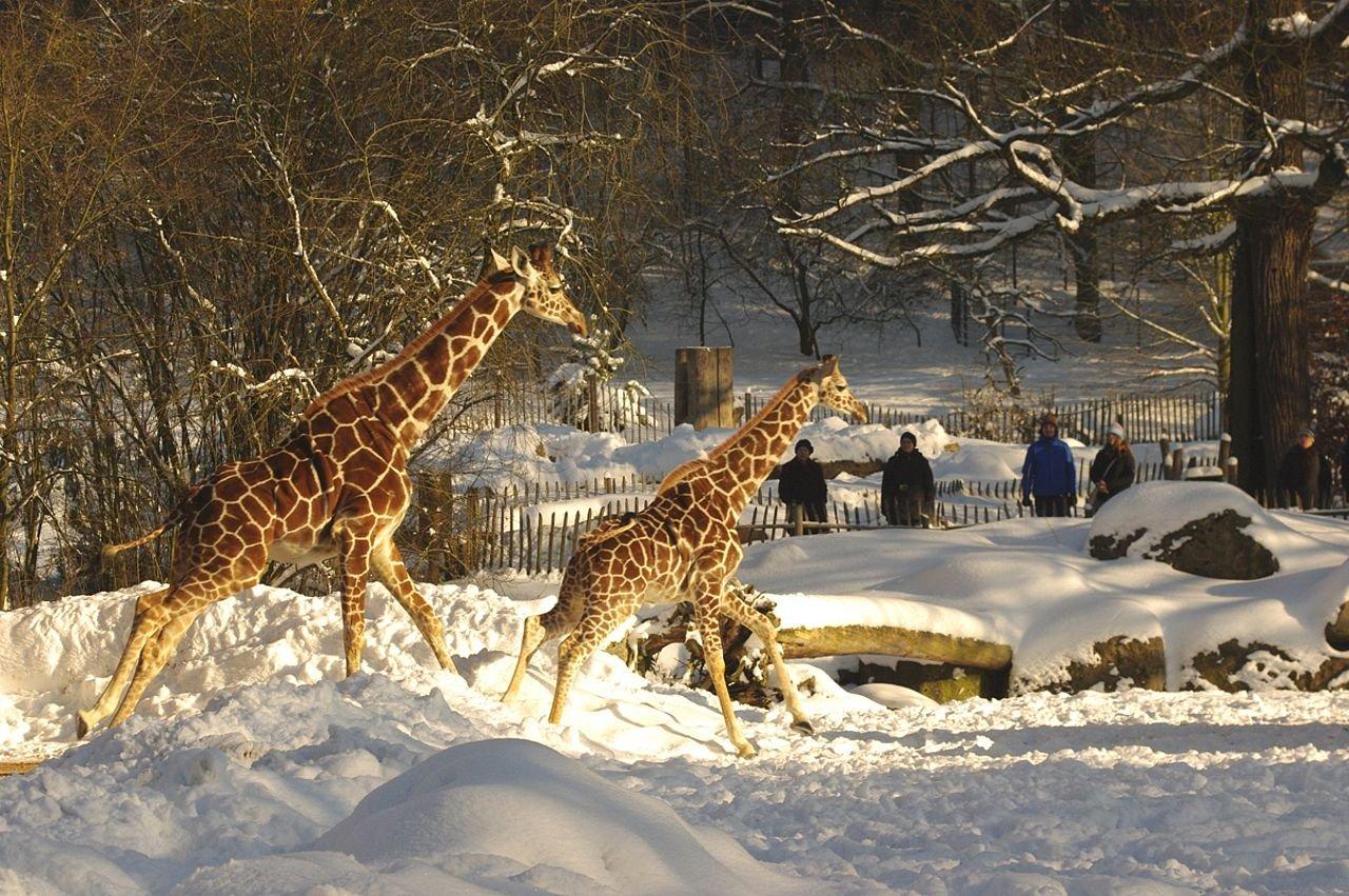 🐘 뉘른베르크 동물원 (티어가르텐 뉘른베르크)