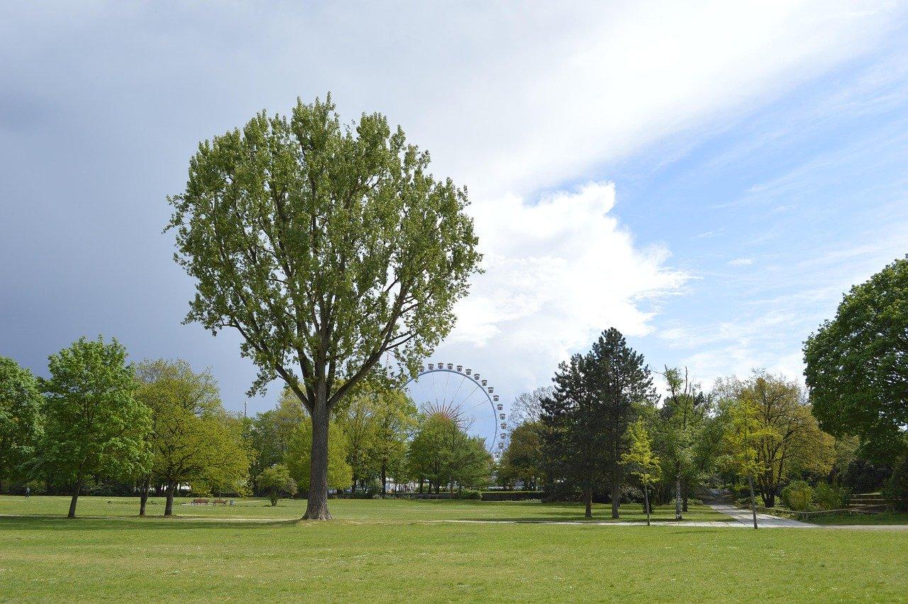공원 내 오래된 나무와 숲길