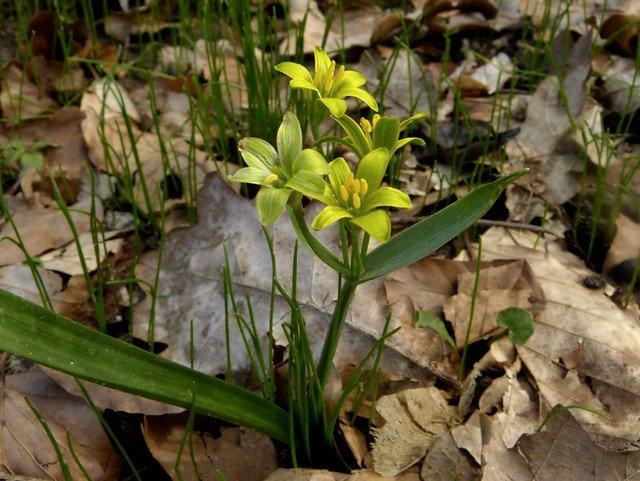 봄철 발트-겔브슈테른 야생화 군락지