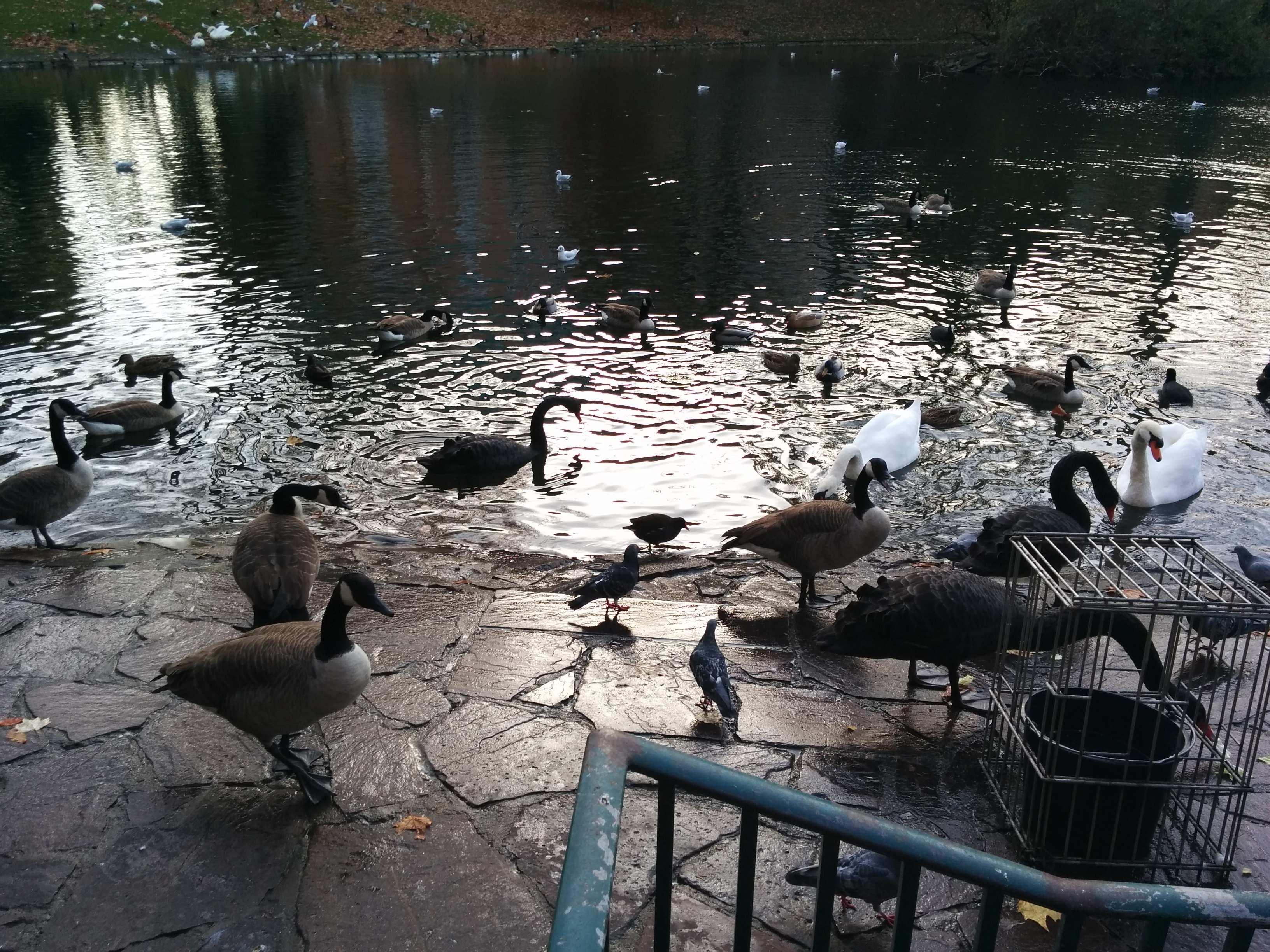 연못과 조류 (특히 백조와 오리)