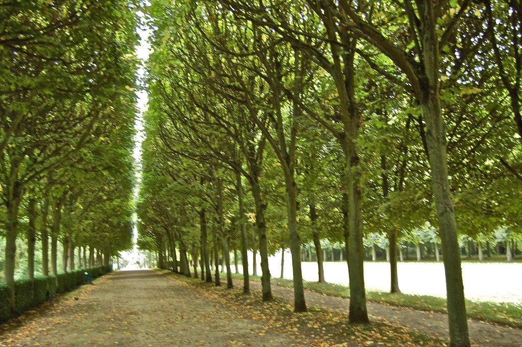 플라타너스 가로수길