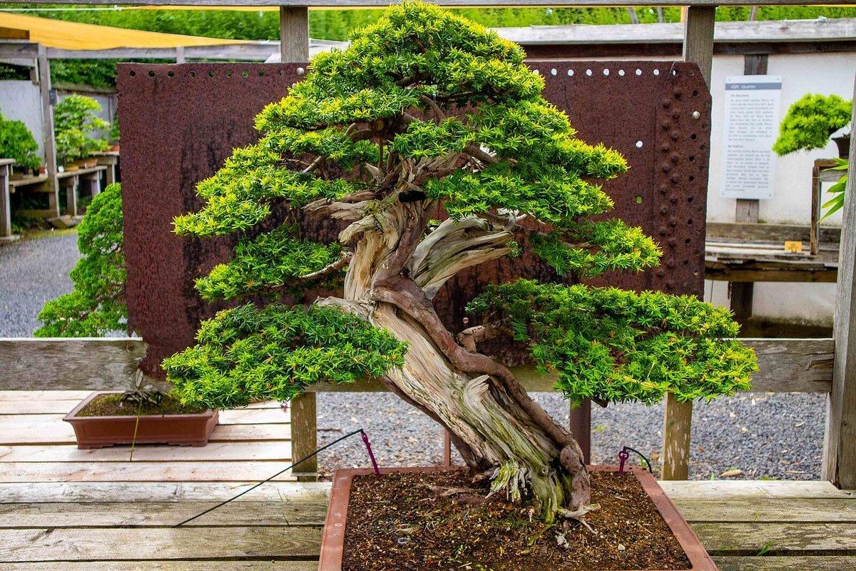 🌳 분재 박물관 (본자이-무제움 뒤셀도르프)
