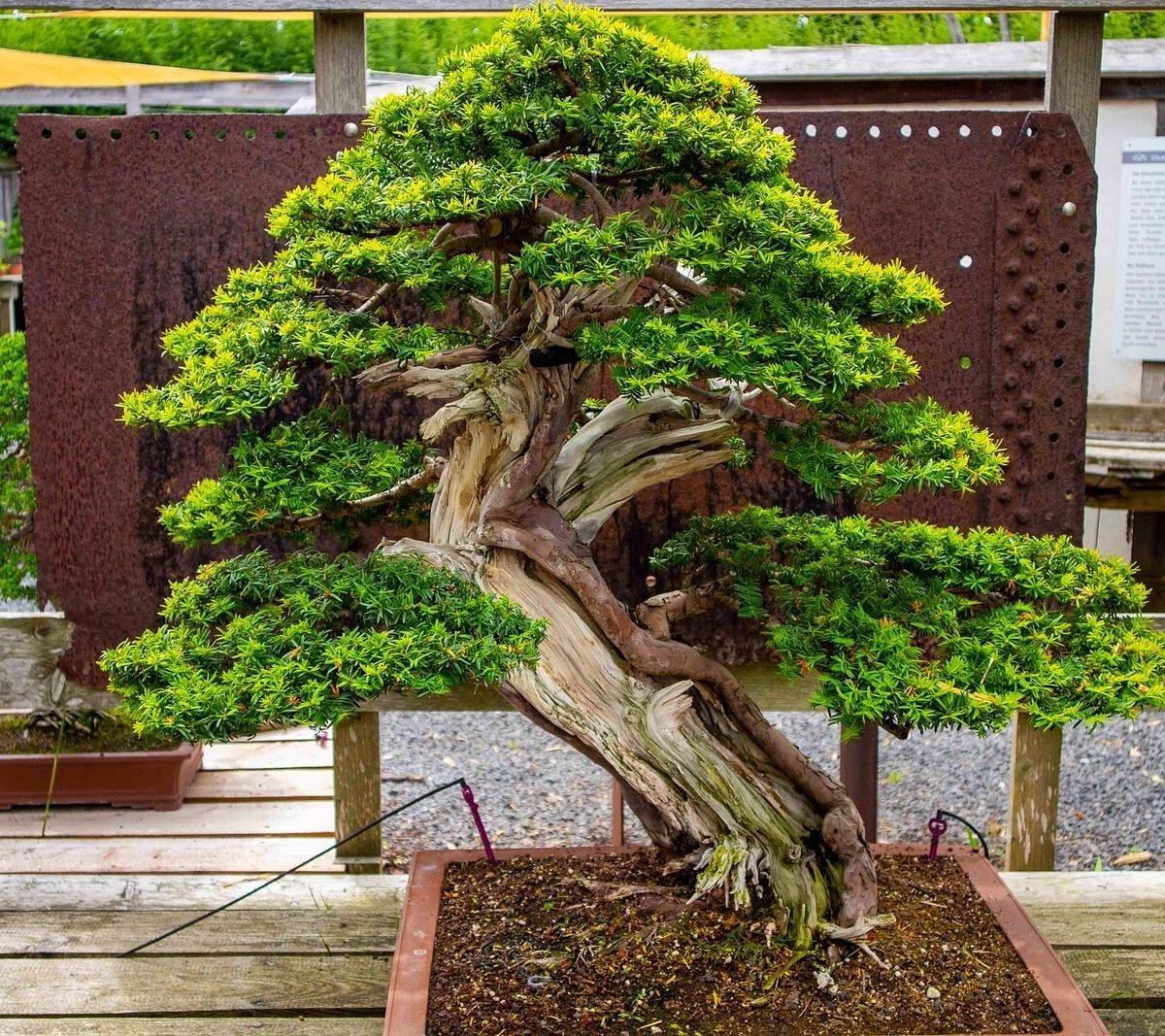 100년 이상 된 고목 분재 앞