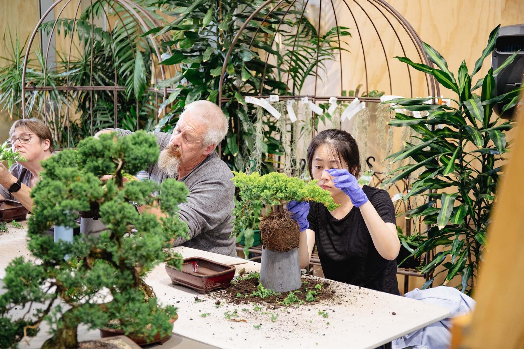 분재 작업장 또는 판매용 분재 진열대