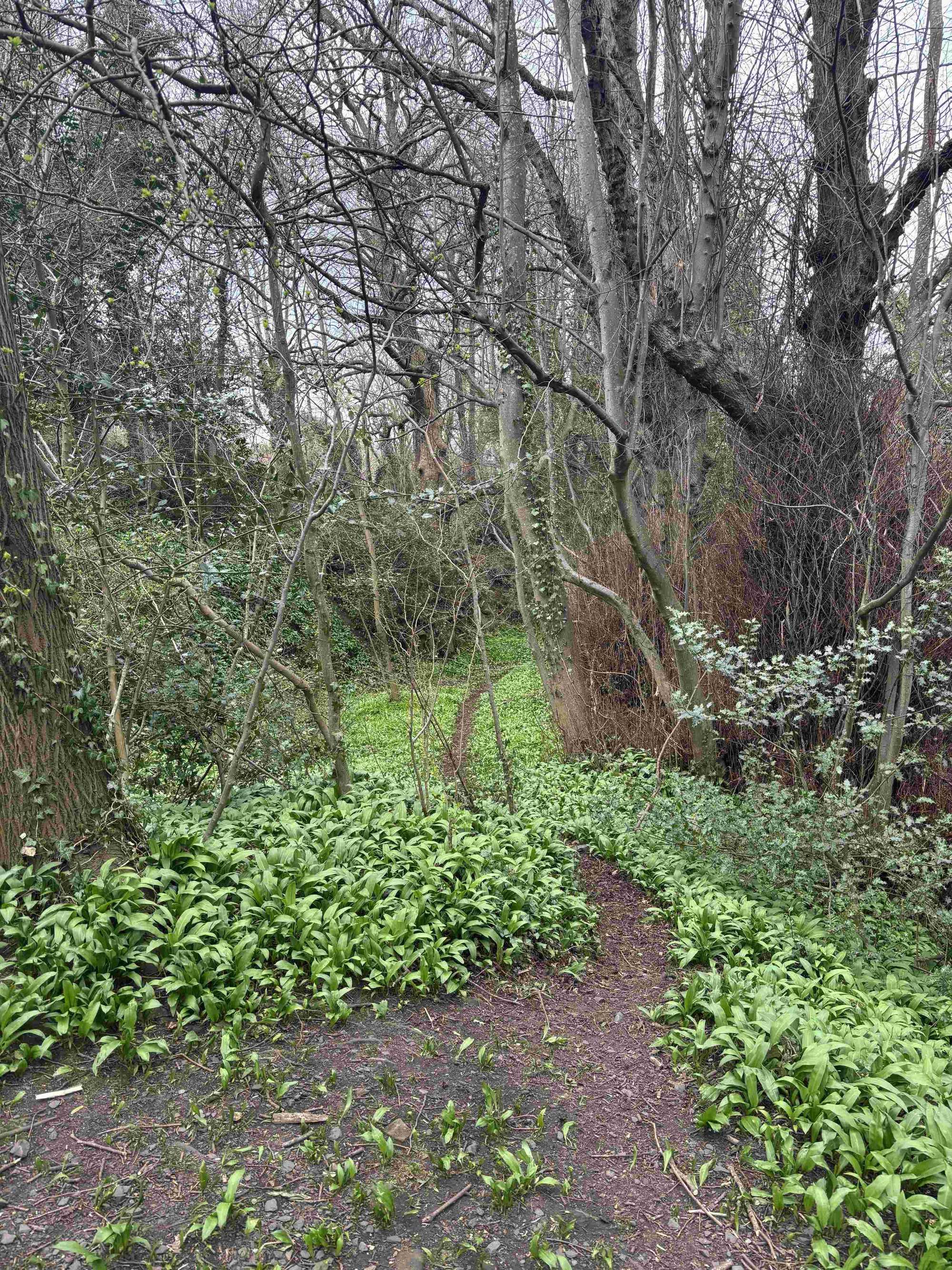 봄철 야생 마늘 및 야생화 군락지