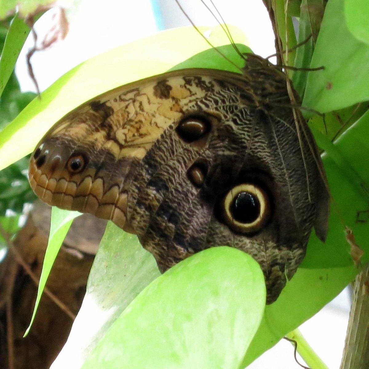 나비의 집 (Schmetterlingshaus) 내부