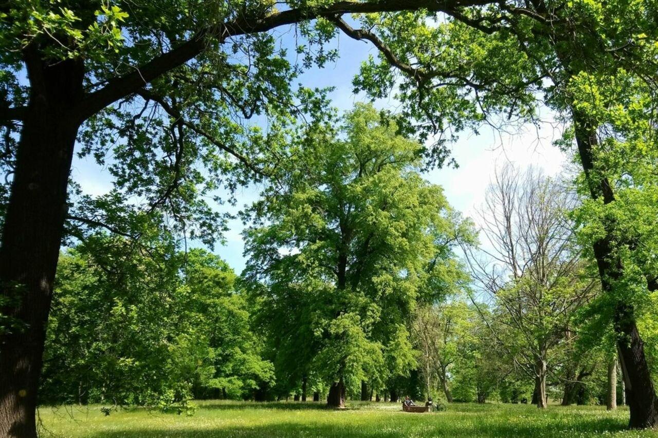 공원 내 오래된 나무숲길