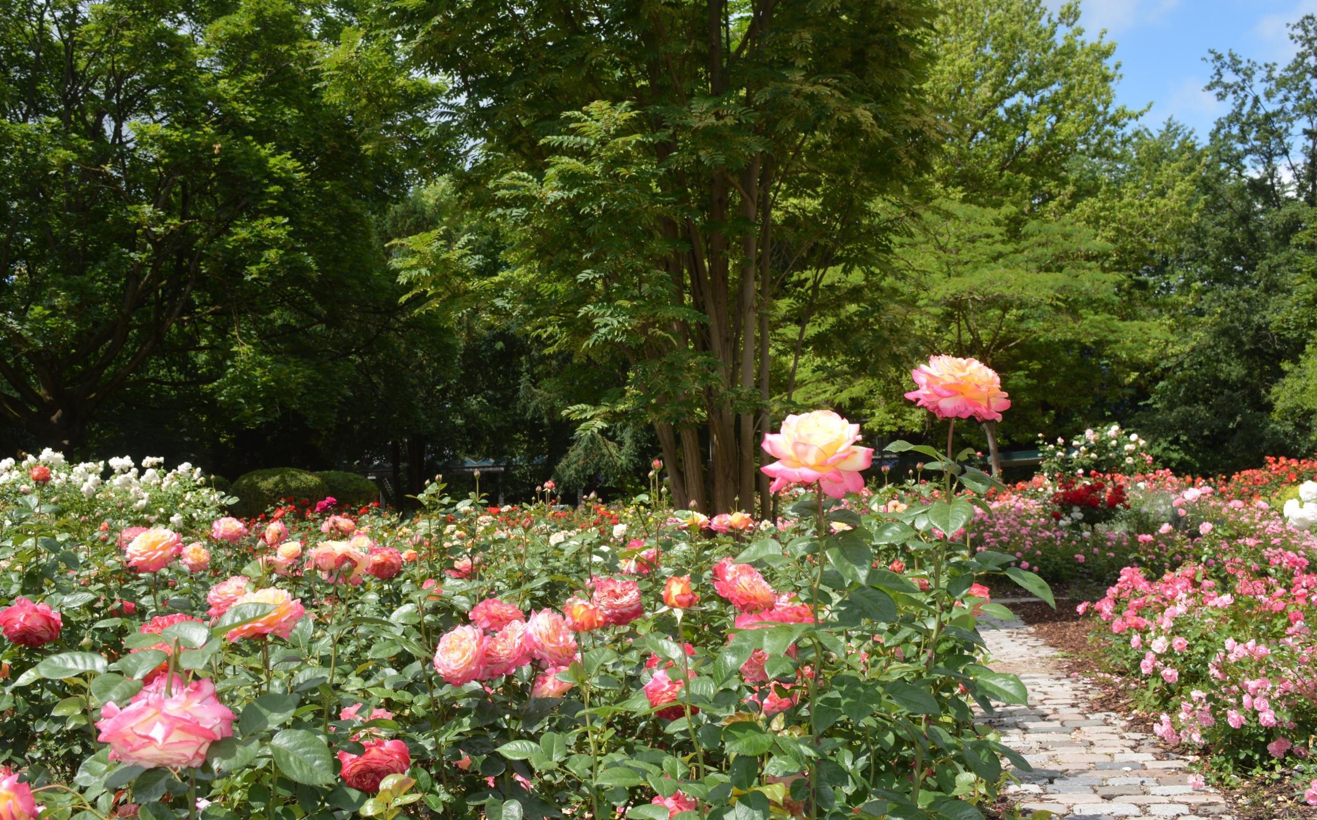 장미 정원 (Rosengarten)