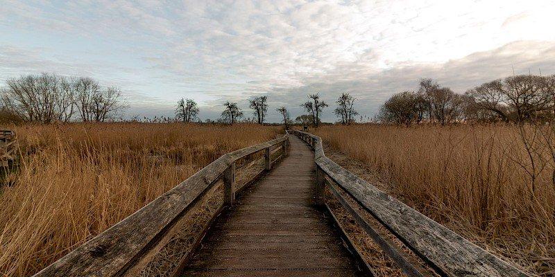 🦢 뮌스터 관개 평야(리젤펠더 뮌스터)