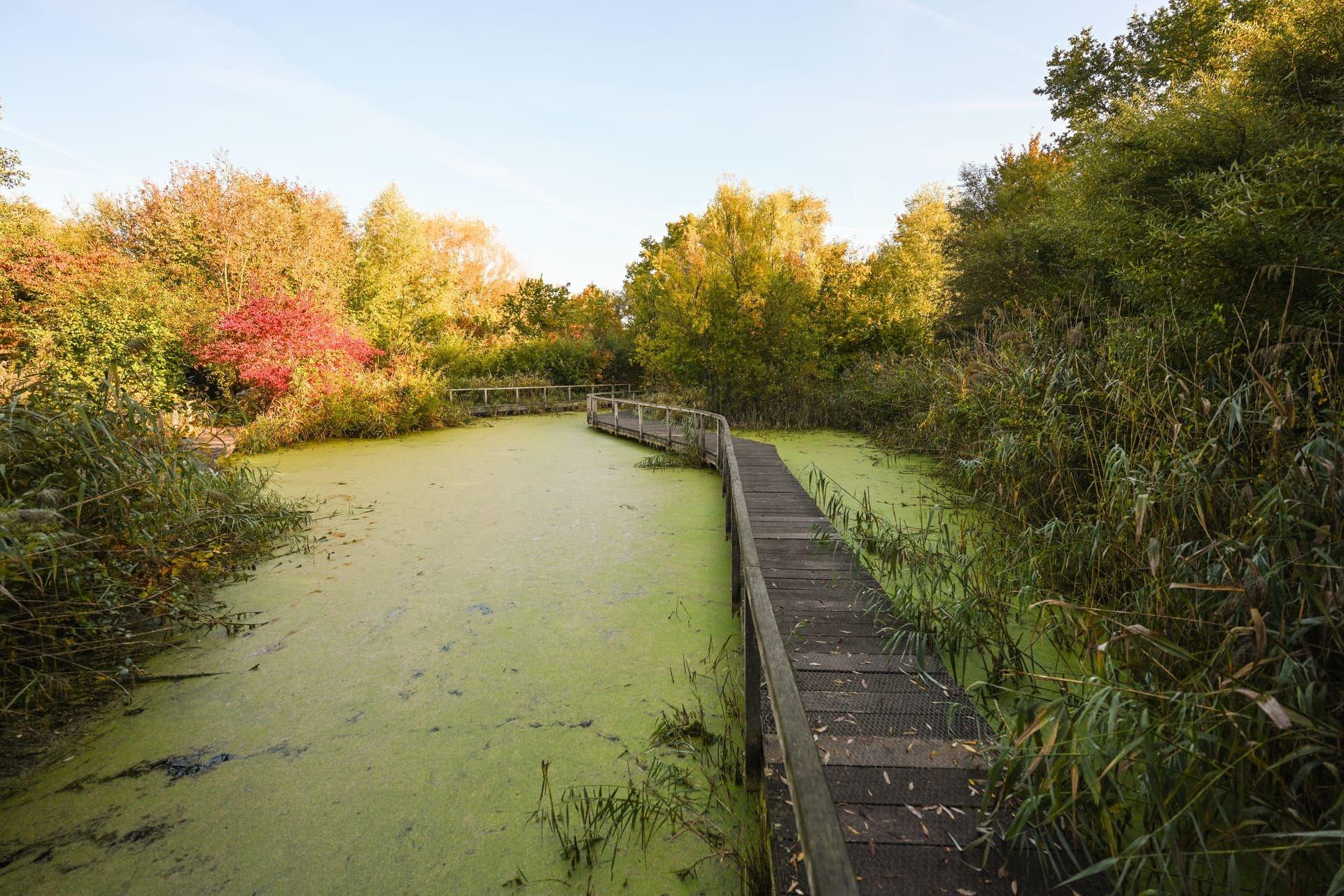 갈대밭 교육 산책로 (Schilf-Lehrpfad)
