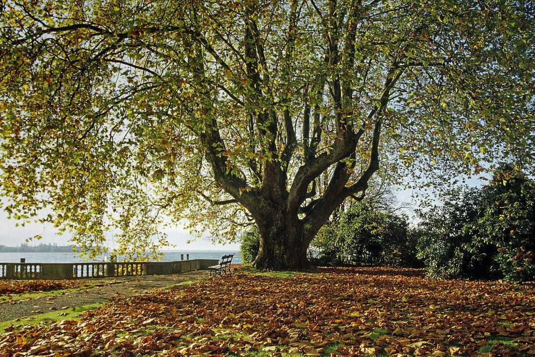 공원 내 오래된 플라타너스 나무 아래