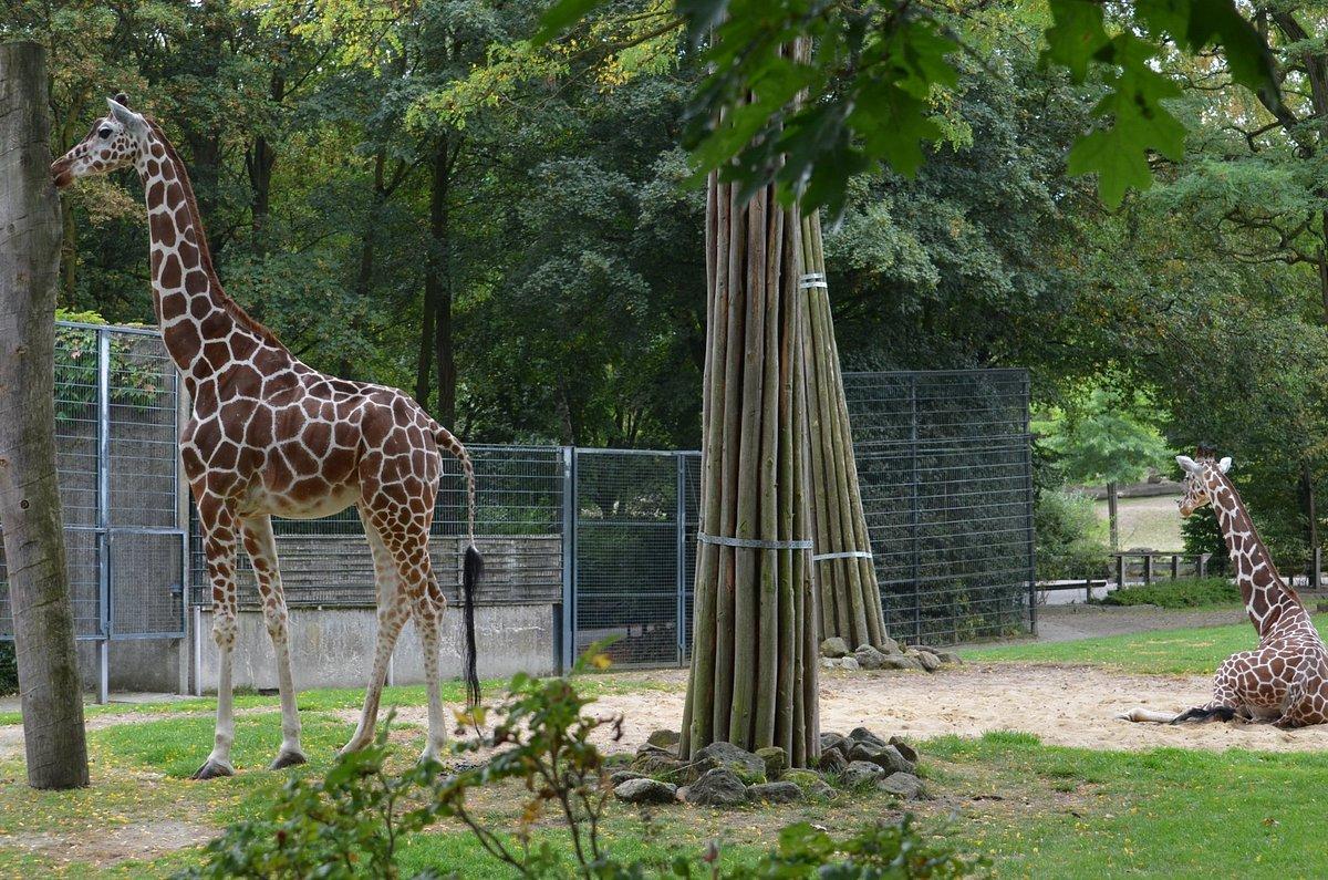 🐾 알베터초 뮌스터