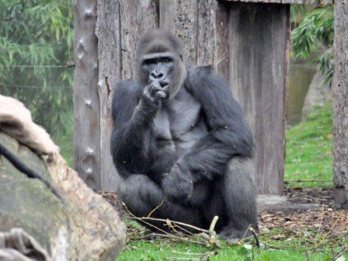 아프리카눔 (Africaneum)