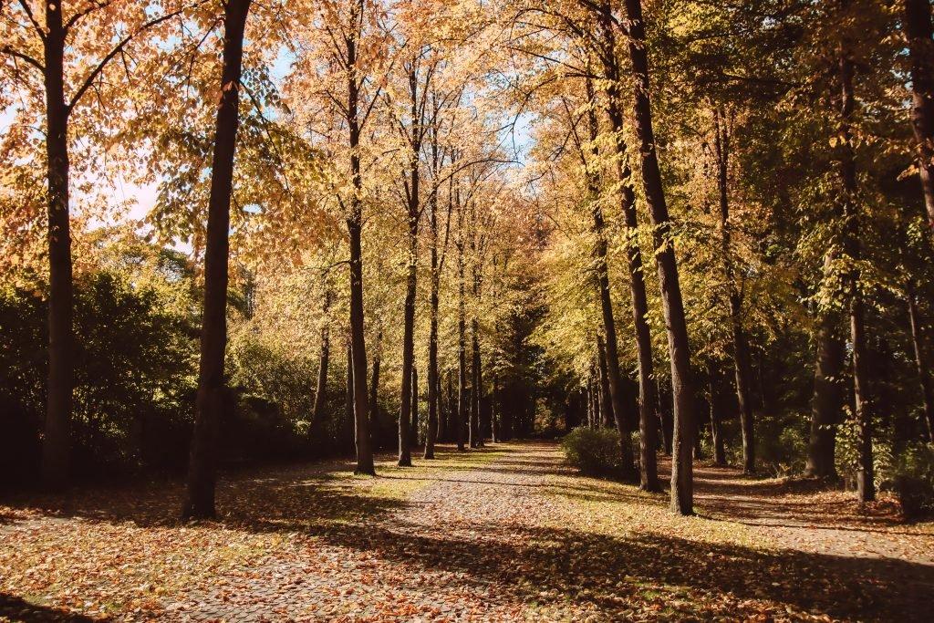 고풍스러운 나무 터널 구간