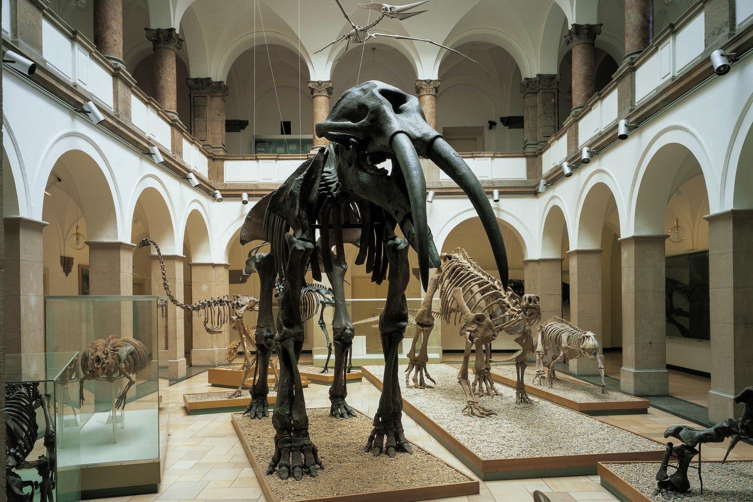 🏛️ 뮌헨 고생물학 박물관(팔레온톨로기셰스 무제움 뮌헨)