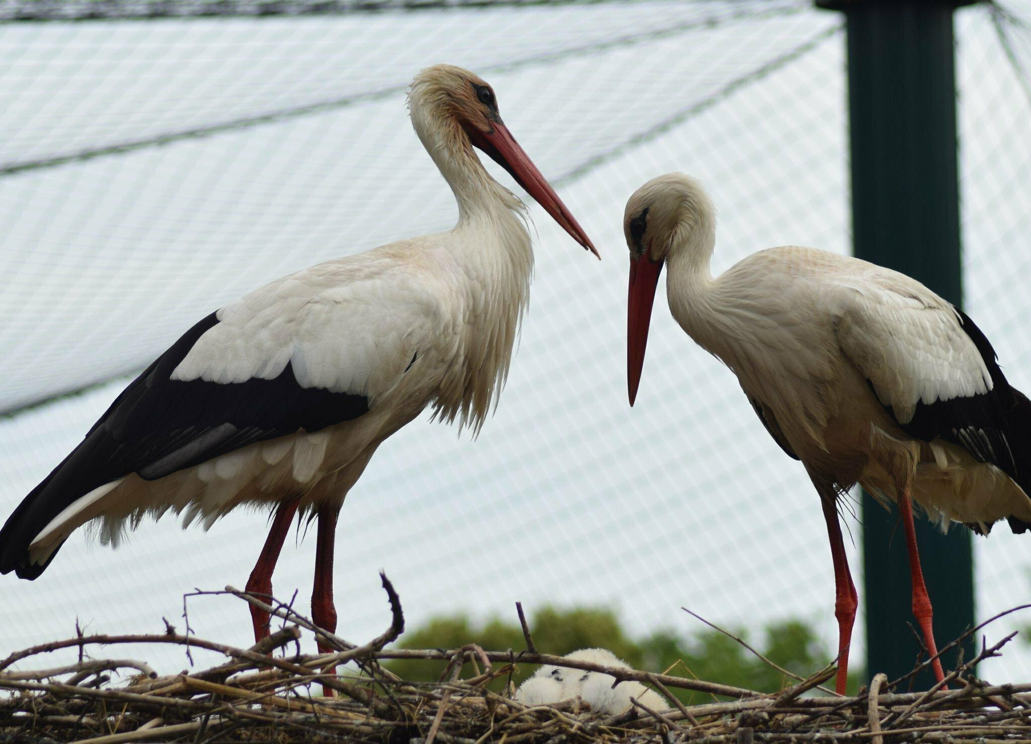 황새 관찰 공간 (Storchengehege)