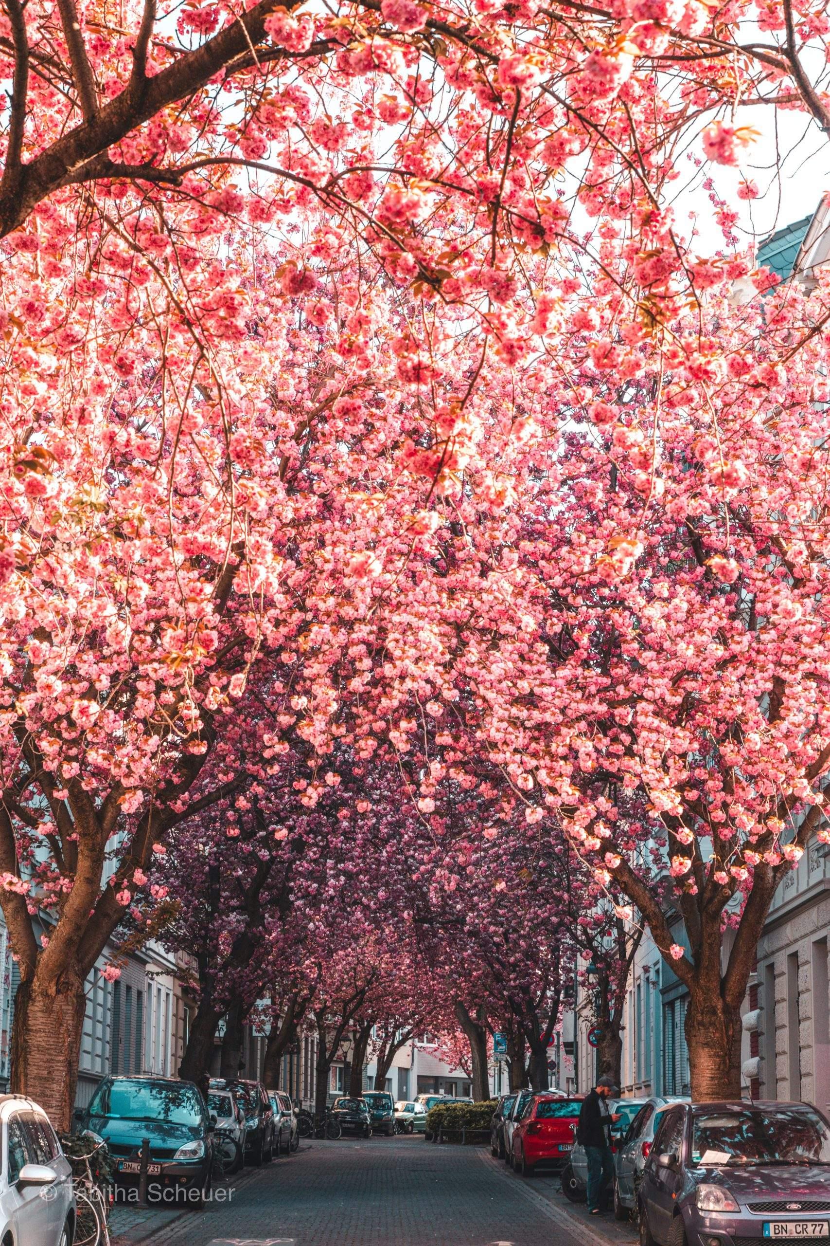 브라이테 슈트라세(Breite Straße) 벚꽃길