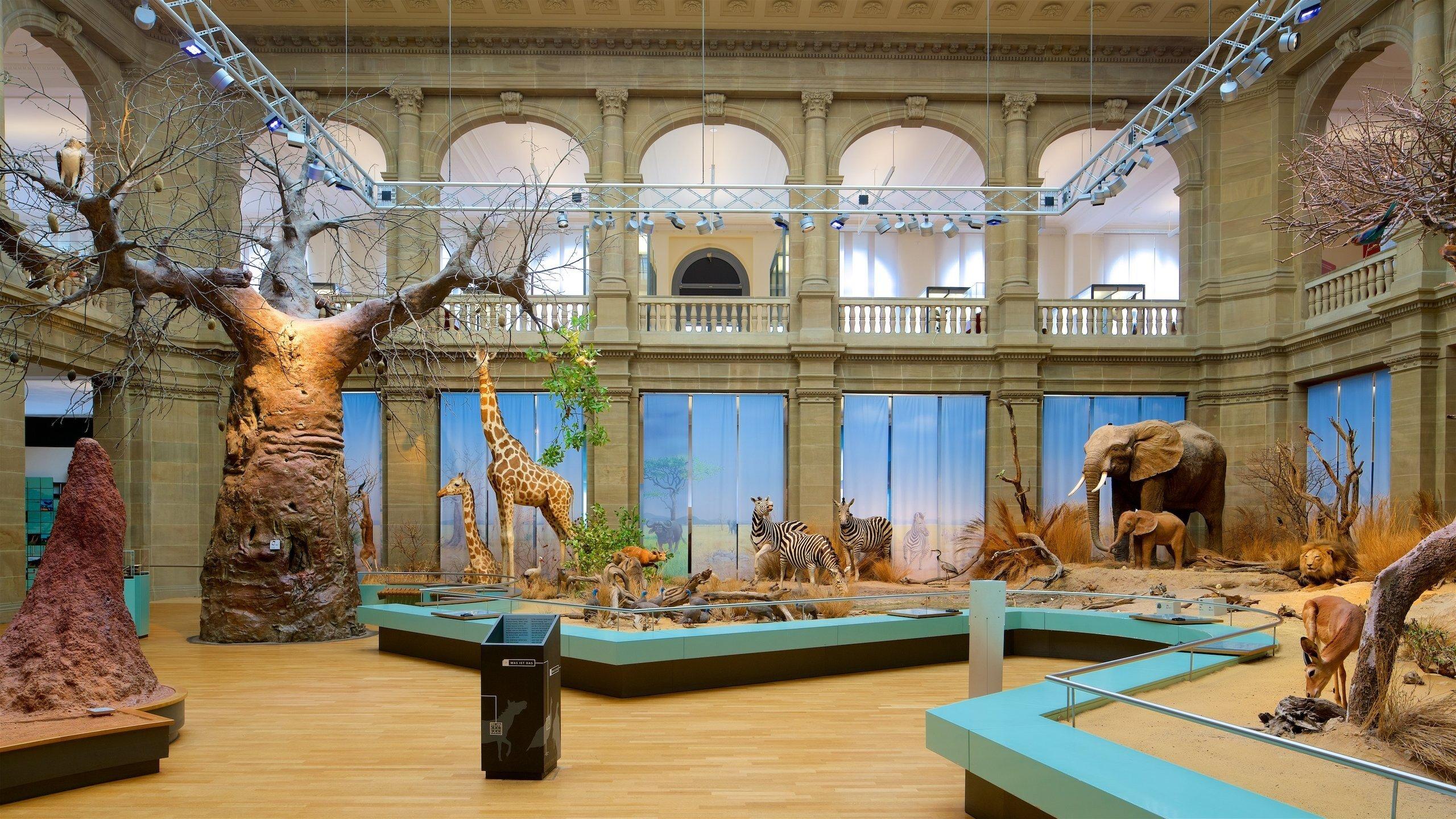 🏛️ 쾨니히 박물관(무제움 쾨니히 본)