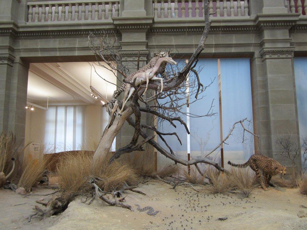 중앙 홀 아프리카 사바나 디오라마