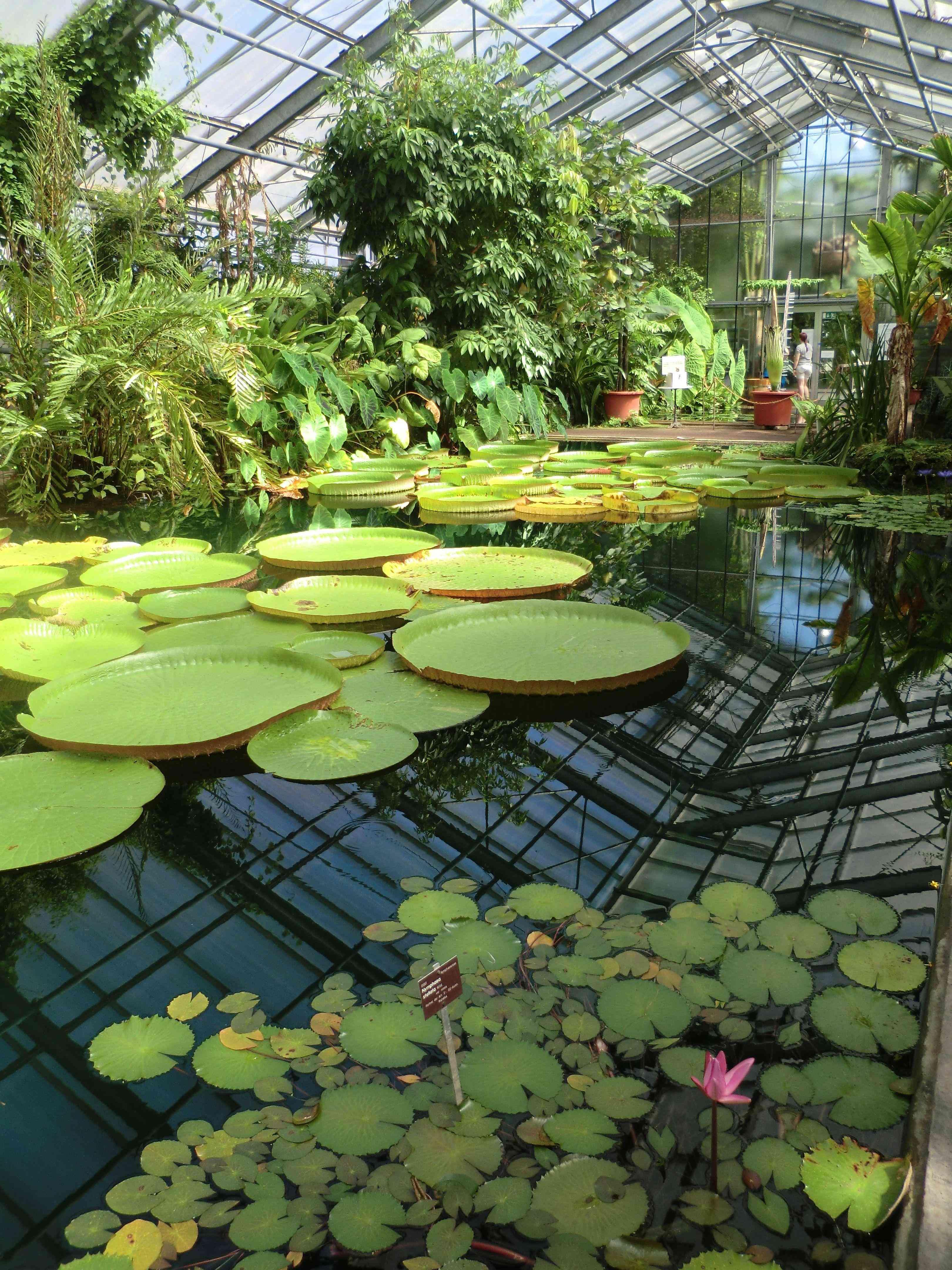 식물원 온실 내부