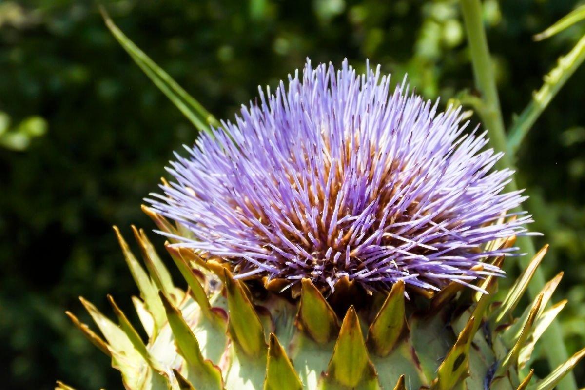 만개한 아티초크 또는 계절별 특색 식물 주변