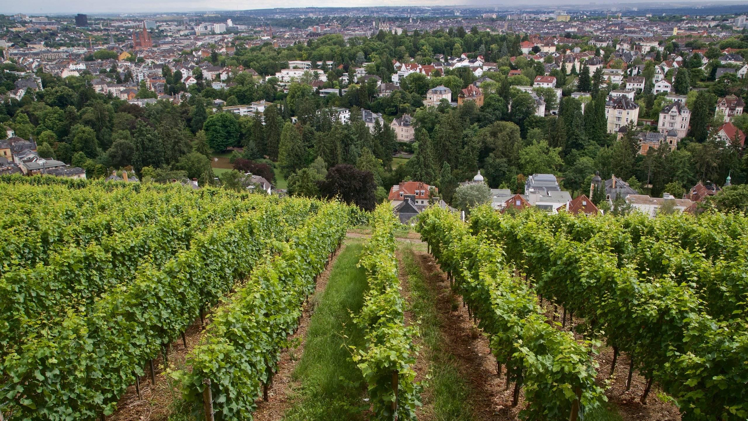 🏞️ 네로 산(네로베르크)