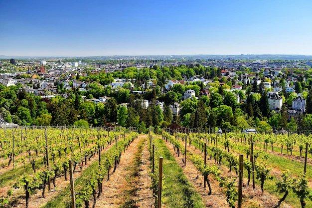 네로베르크 정상 전망대 (Löwenterrasse)