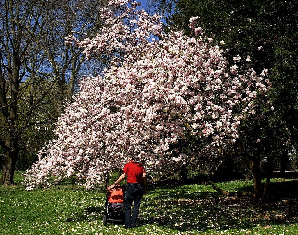 목련 나무 군락지 (4월 초)