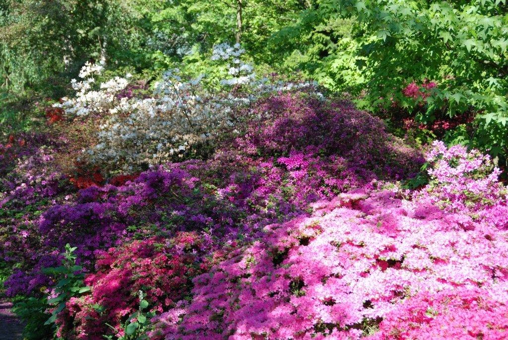 만개한 진달래 및 철쭉 군락