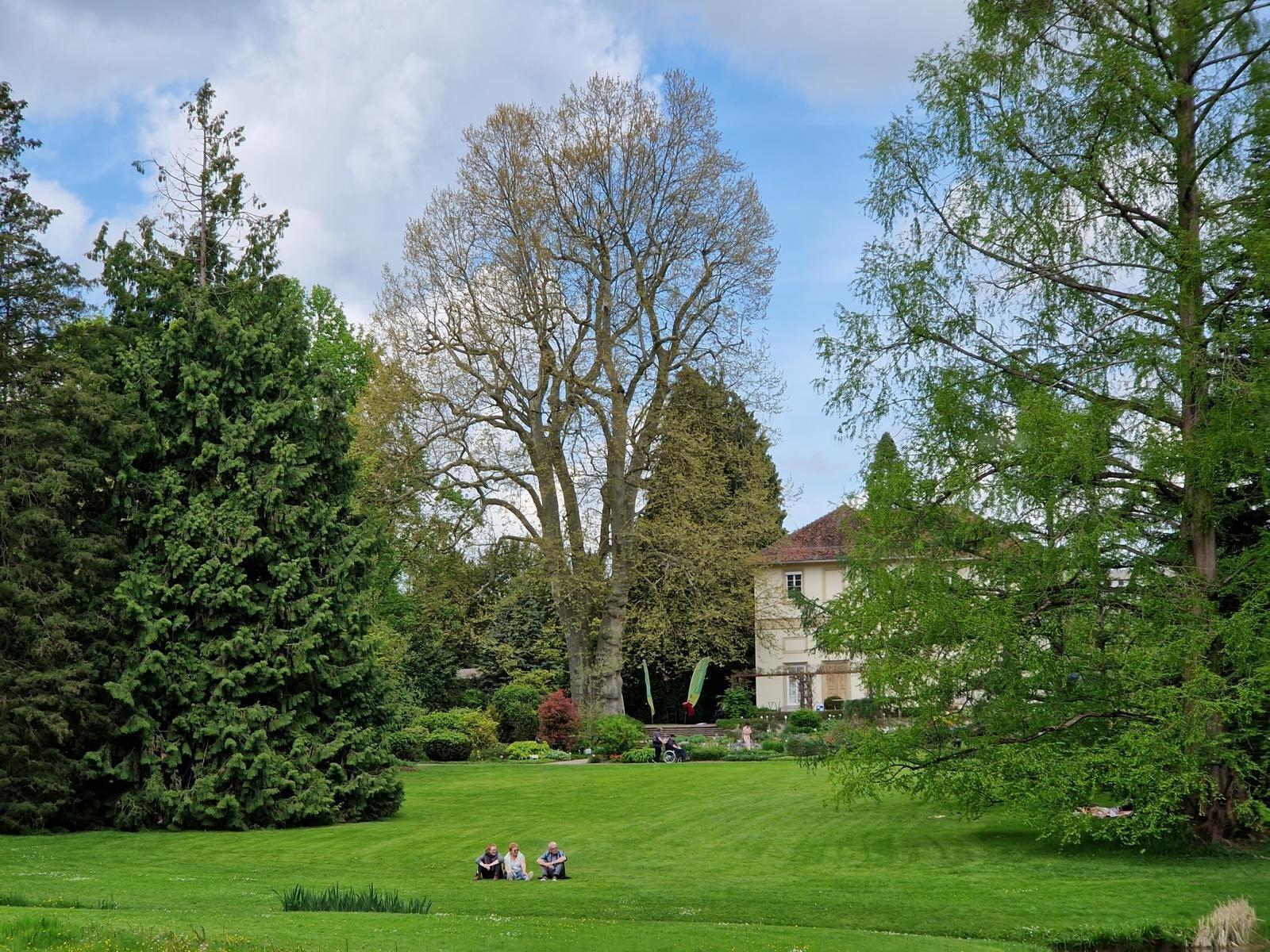 이국적인 정원 내 고목들