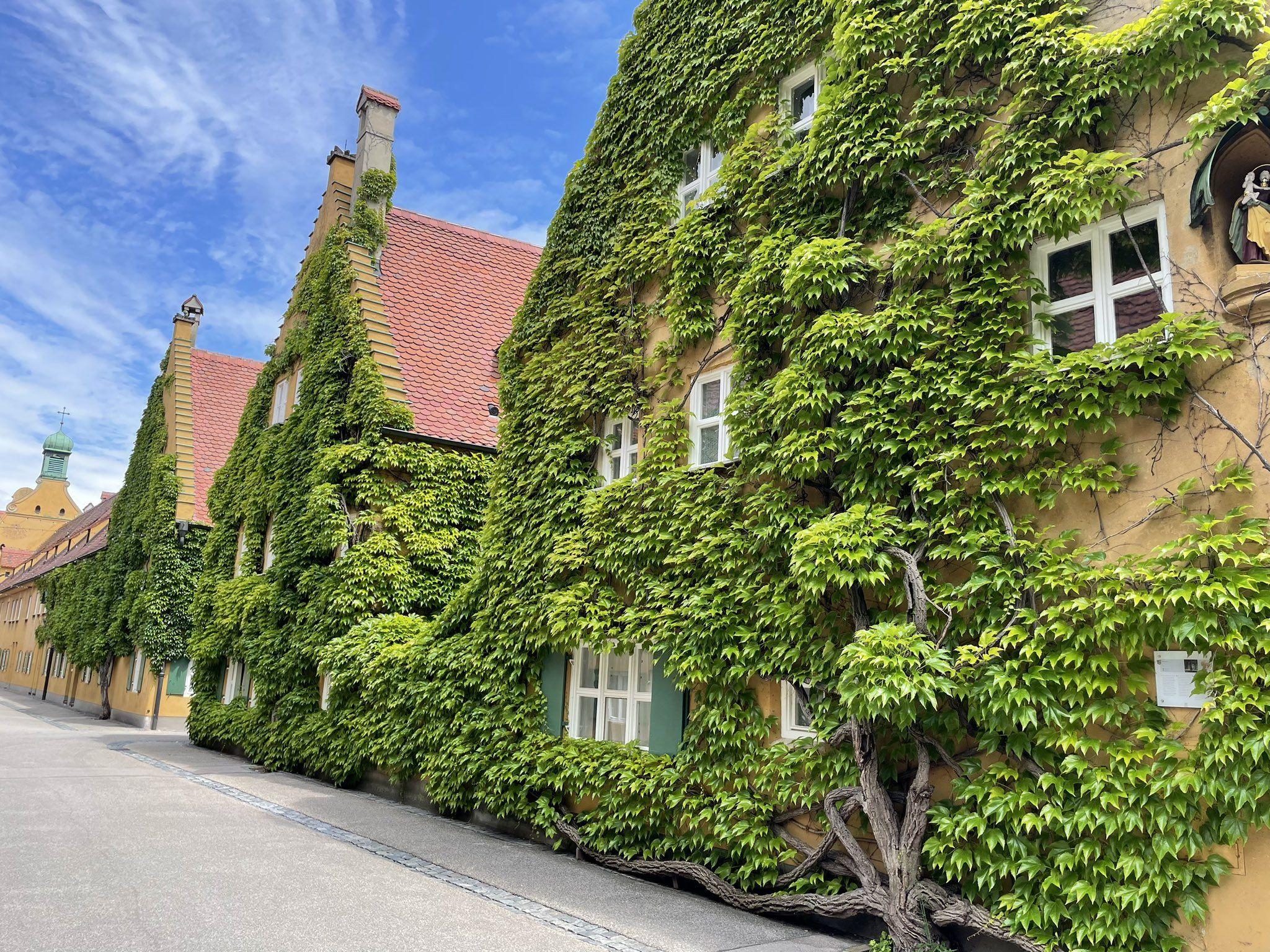 담쟁이덩굴로 뒤덮인 주택 외벽