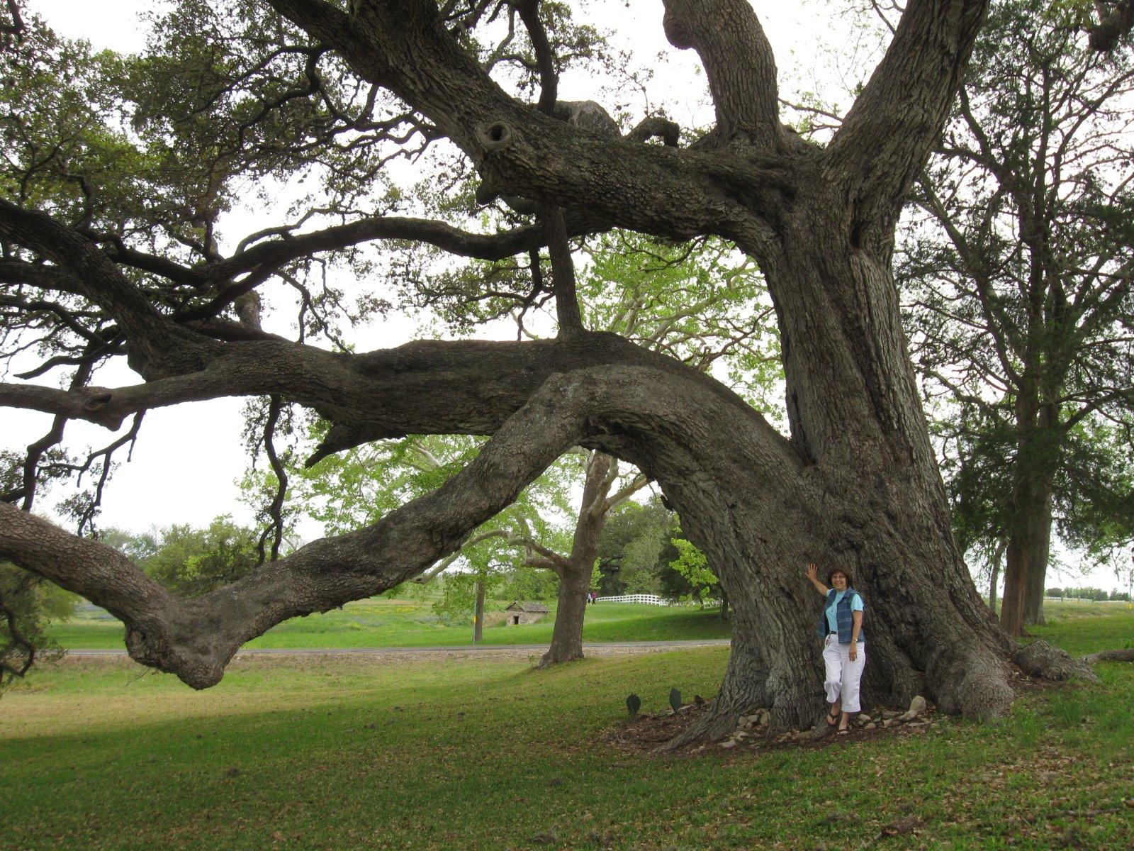오래된 나무와 넓은 잔디밭