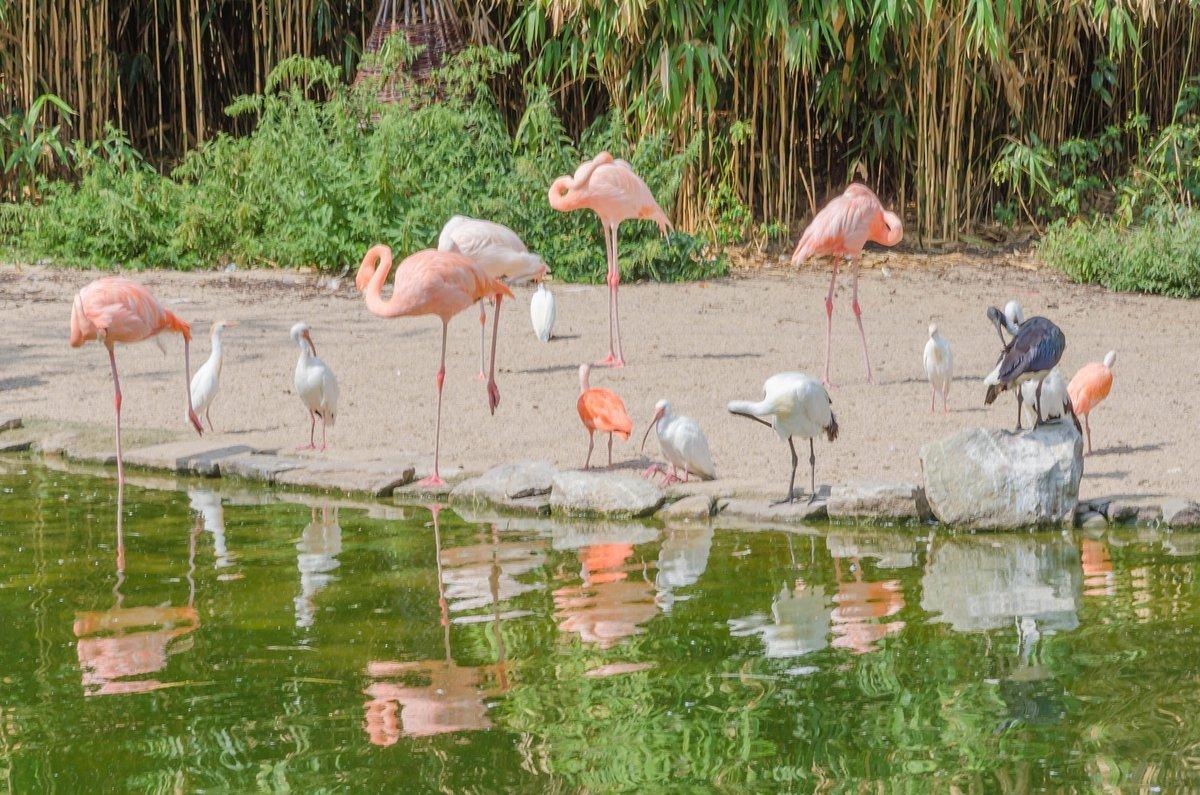 🐦 조류 자유 비행장(포겔프라이플루간라게)
