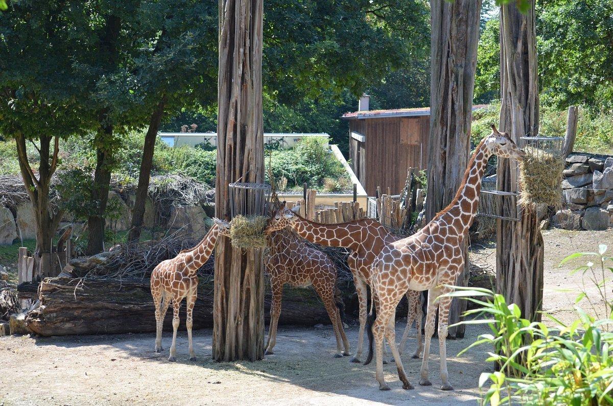 🐘 오스나브뤼크 동물원 (Zoo Osnabrück)