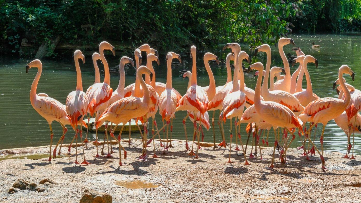 🦁 자르브뤼켄 동물원 (자르브뤼켄 동물원)